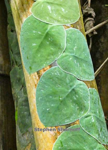 tropical leaves 1 graphic